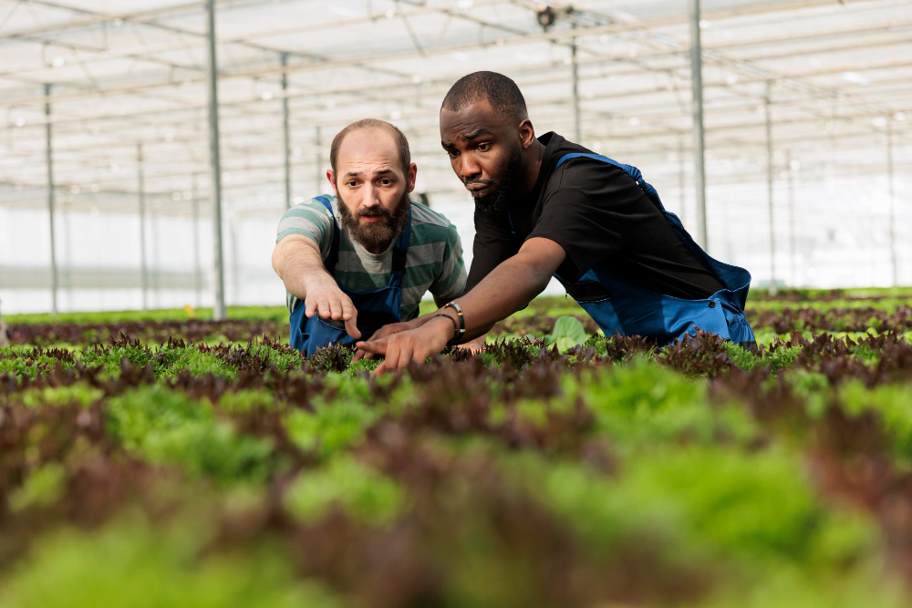 Two people in a vegetable field